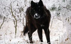 Desktop image. Animals. ID:35923