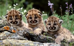 Desktop image. Animals. ID:35924