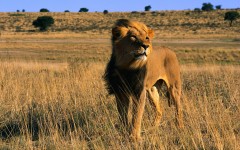 Desktop image. Animals. ID:35925