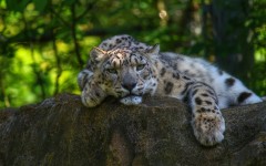 Desktop wallpaper. Animals. ID:56058