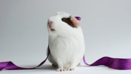 Desktop wallpaper. Animals. ID:96176