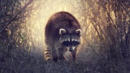 Desktop wallpaper. Animals. ID:96081