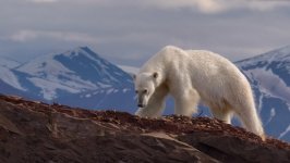 Desktop wallpaper. Animals. ID:96068
