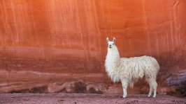 Desktop wallpaper. Animals. ID:95975