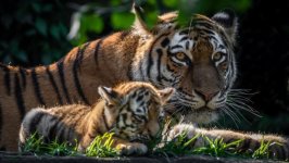 Desktop wallpaper. Animals. ID:95890