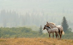 Desktop image. Animals. ID:56194