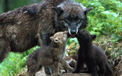 Desktop image. Animals. ID:36006