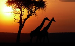 Desktop image. Animals. ID:36007