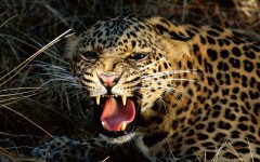 Desktop image. Animals. ID:36009