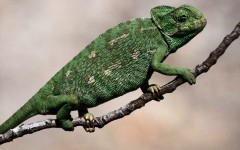 Desktop image. Animals. ID:36010