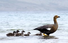 Desktop image. Animals. ID:36012