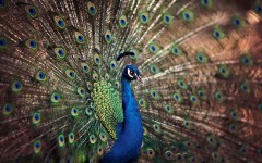 Desktop image. Animals. ID:56198