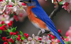 Desktop image. Animals. ID:36014