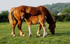 Desktop image. Animals. ID:36015