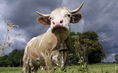 Desktop image. Animals. ID:56206