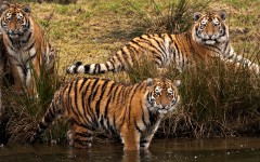 Desktop image. Animals. ID:36018