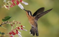 Desktop image. Animals. ID:36020