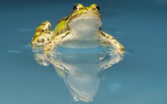 Desktop image. Animals. ID:36022