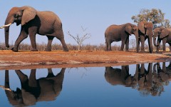 Desktop image. Animals. ID:36023