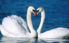 Desktop image. Animals. ID:36026