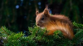 Desktop wallpaper. Animals. ID:95355