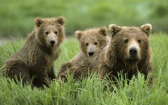 Desktop wallpaper. Animals. ID:36125