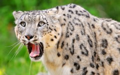 Desktop wallpaper. Animals. ID:36152
