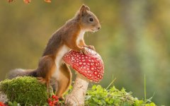 Desktop wallpaper. Animals. ID:95507