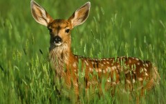 Desktop wallpaper. Animals. ID:36216