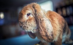 Desktop wallpaper. Animals. ID:95826