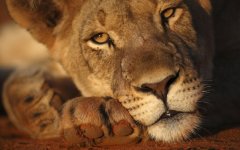 Desktop wallpaper. Animals. ID:95767