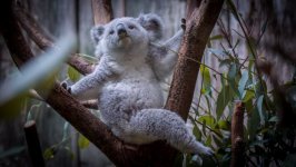 Desktop wallpaper. Animals. ID:95541