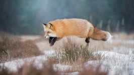Desktop wallpaper. Animals. ID:95741