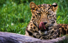 Desktop wallpaper. Animals. ID:95514