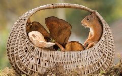 Desktop wallpaper. Animals. ID:95506