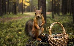 Desktop wallpaper. Animals. ID:57291