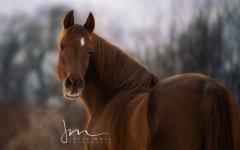 Desktop wallpaper. Animals. ID:95253
