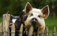 Desktop wallpaper. Animals. ID:49992