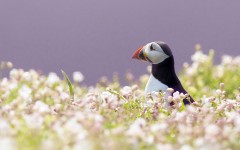 Desktop image. Animals. ID:50044