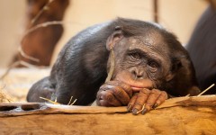 Desktop image. Animals. ID:50049