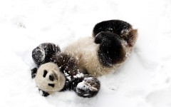 Desktop image. Animals. ID:50051