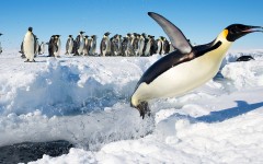 Desktop image. Animals. ID:50136