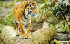 Desktop image. Animals. ID:50137
