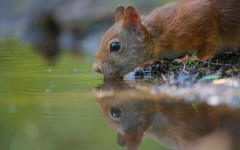 Desktop image. Animals. ID:50139