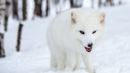 Desktop wallpaper. Animals. ID:95147