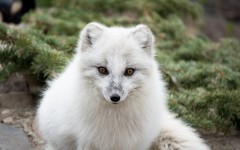 Desktop image. Animals. ID:50221