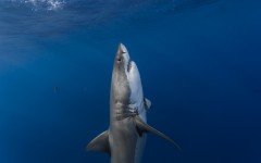 Desktop image. Animals. ID:50228