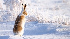 Desktop wallpaper. Animals. ID:95130