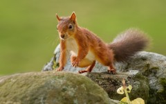 Desktop wallpaper. Animals. ID:61882