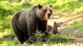 Desktop wallpaper. Animals. ID:95065